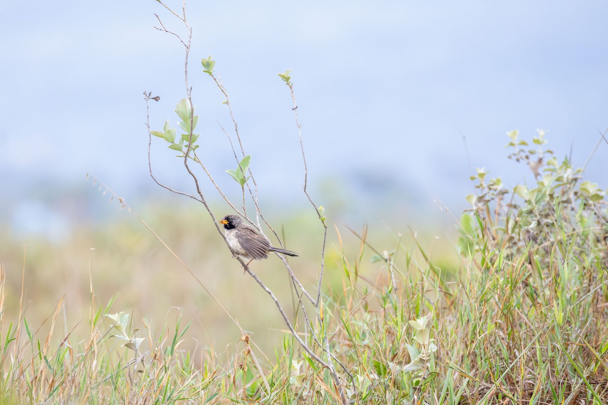Black-throated Saltator - ML645759863