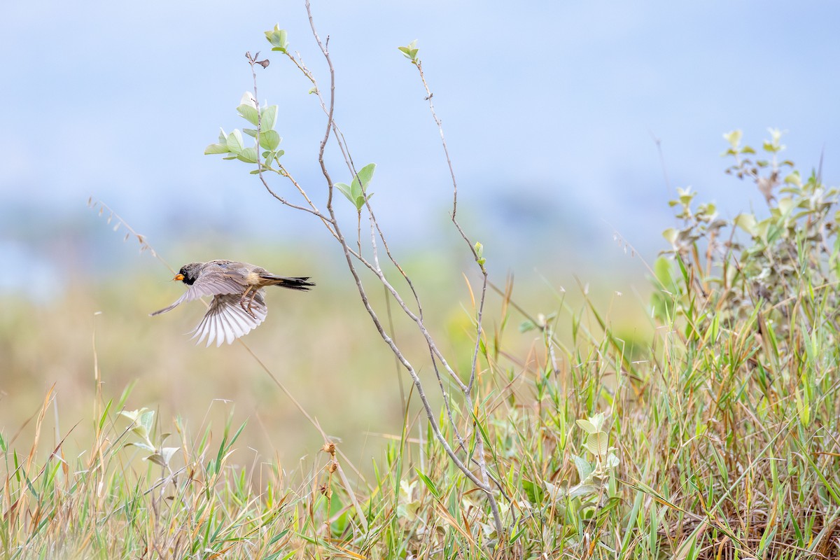 Black-throated Saltator - ML645759866