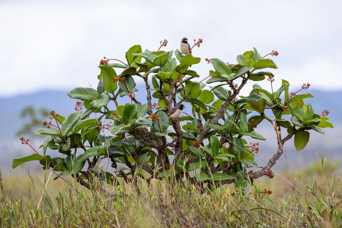 Black-throated Saltator - ML645759870