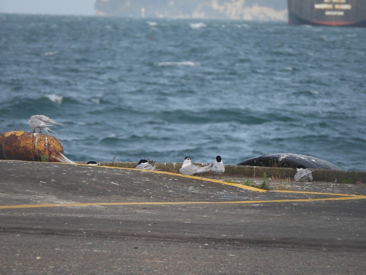 White-fronted Tern - ML645759877