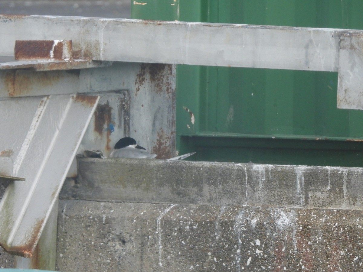White-fronted Tern - ML645759891