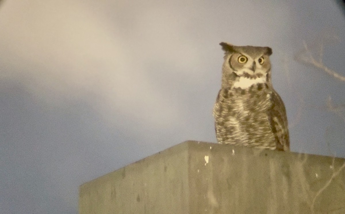 Great Horned Owl - ML645759894