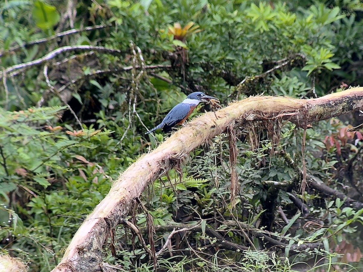 Ringed Kingfisher - ML645759914