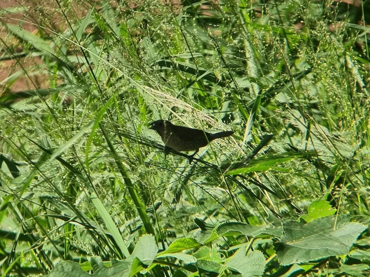 Scaly-breasted Munia - ML645759919