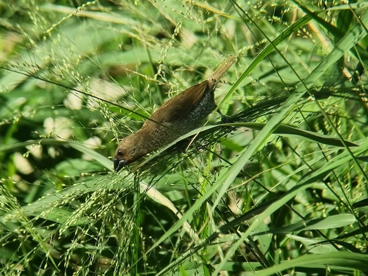 Scaly-breasted Munia - ML645759920