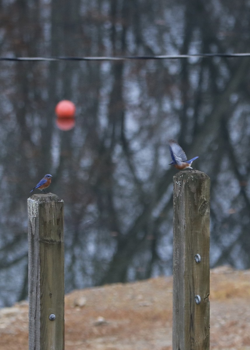 Eastern Bluebird - ML645759924