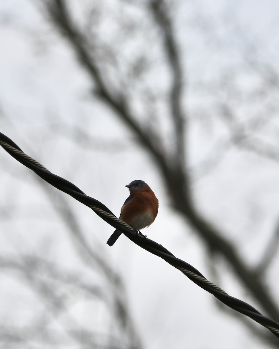 Eastern Bluebird - ML645759925