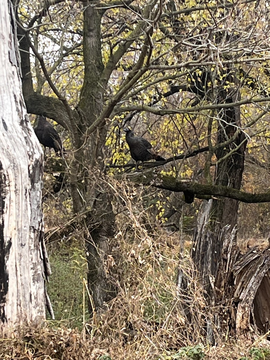 Wild Turkey - ML645759931