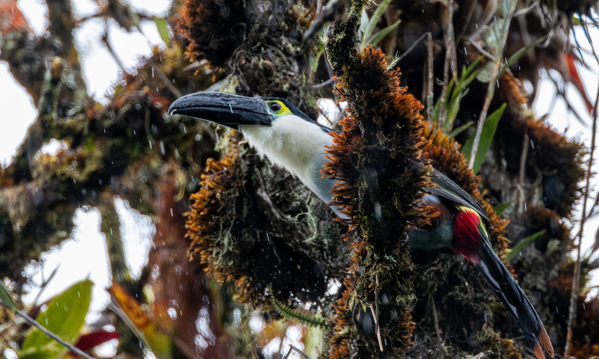 Андигена білощока - ML645759933