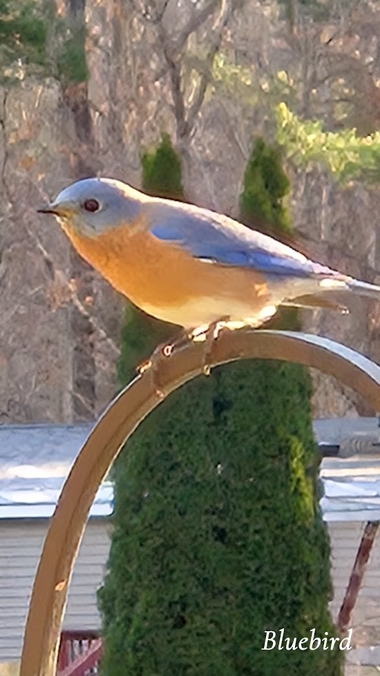 Eastern Bluebird - ML645759934