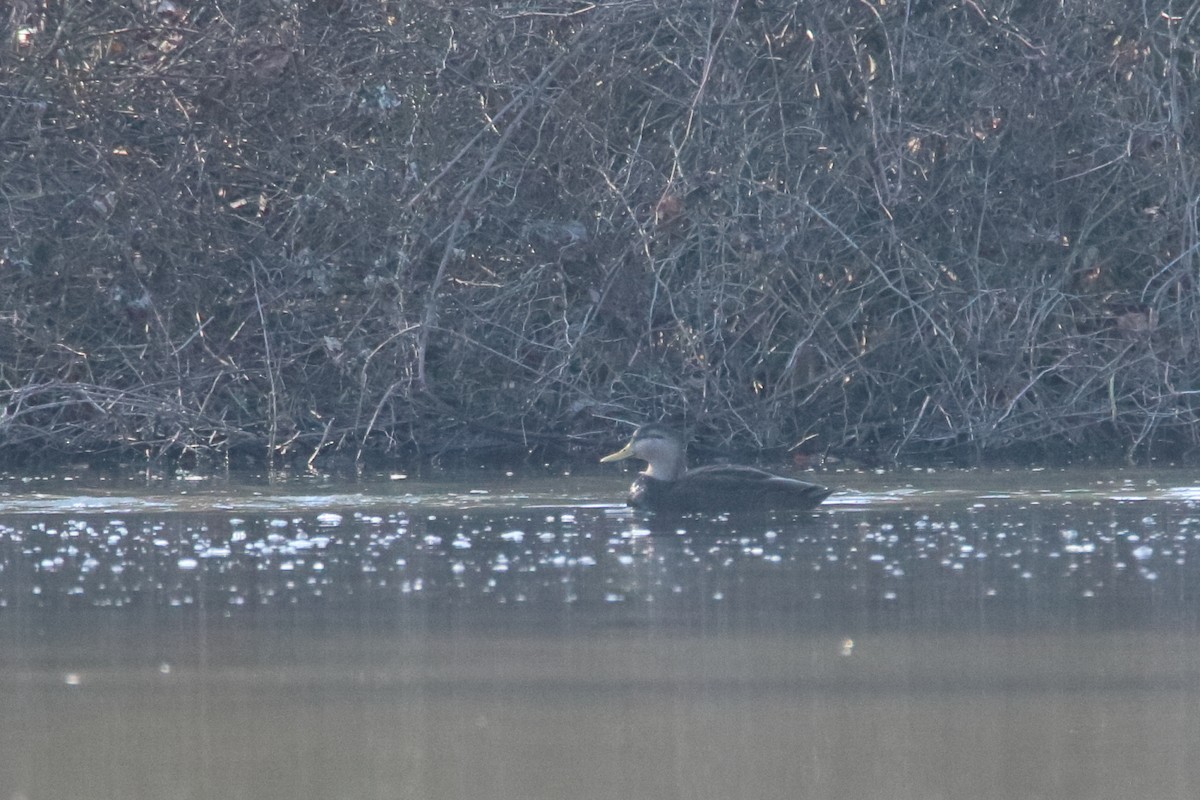American Black Duck - ML645759943