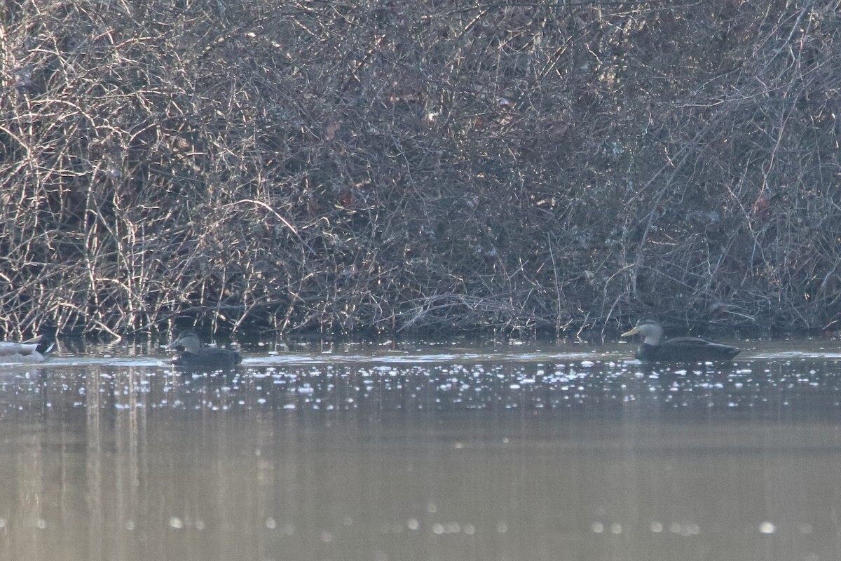 American Black Duck - ML645759944
