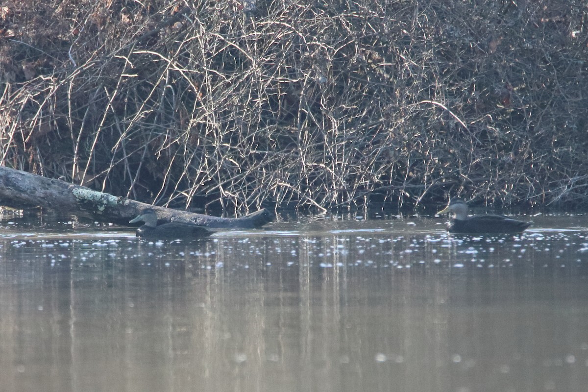 American Black Duck - ML645759945