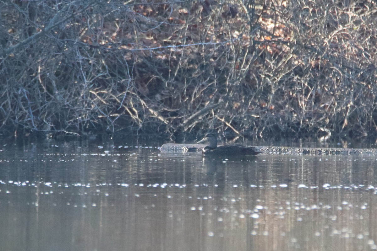 American Black Duck - ML645759946