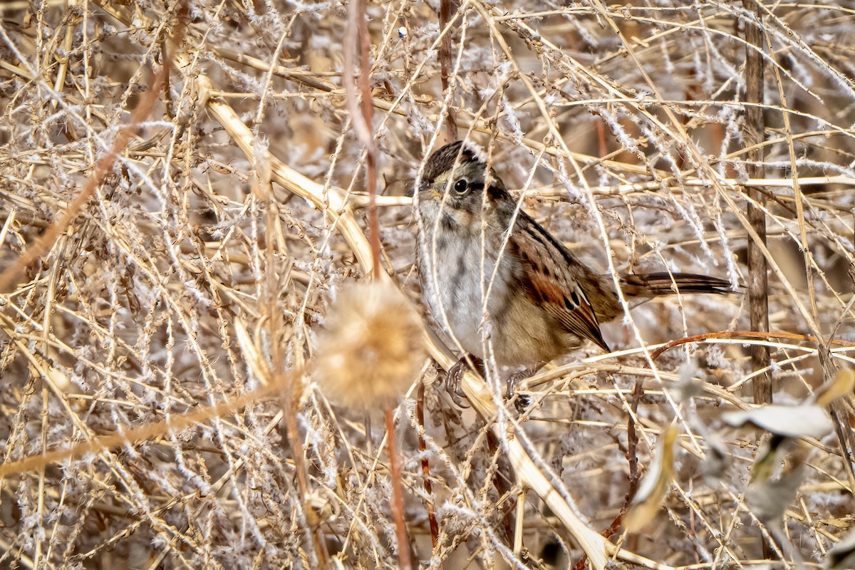 Swamp Sparrow - ML645759947