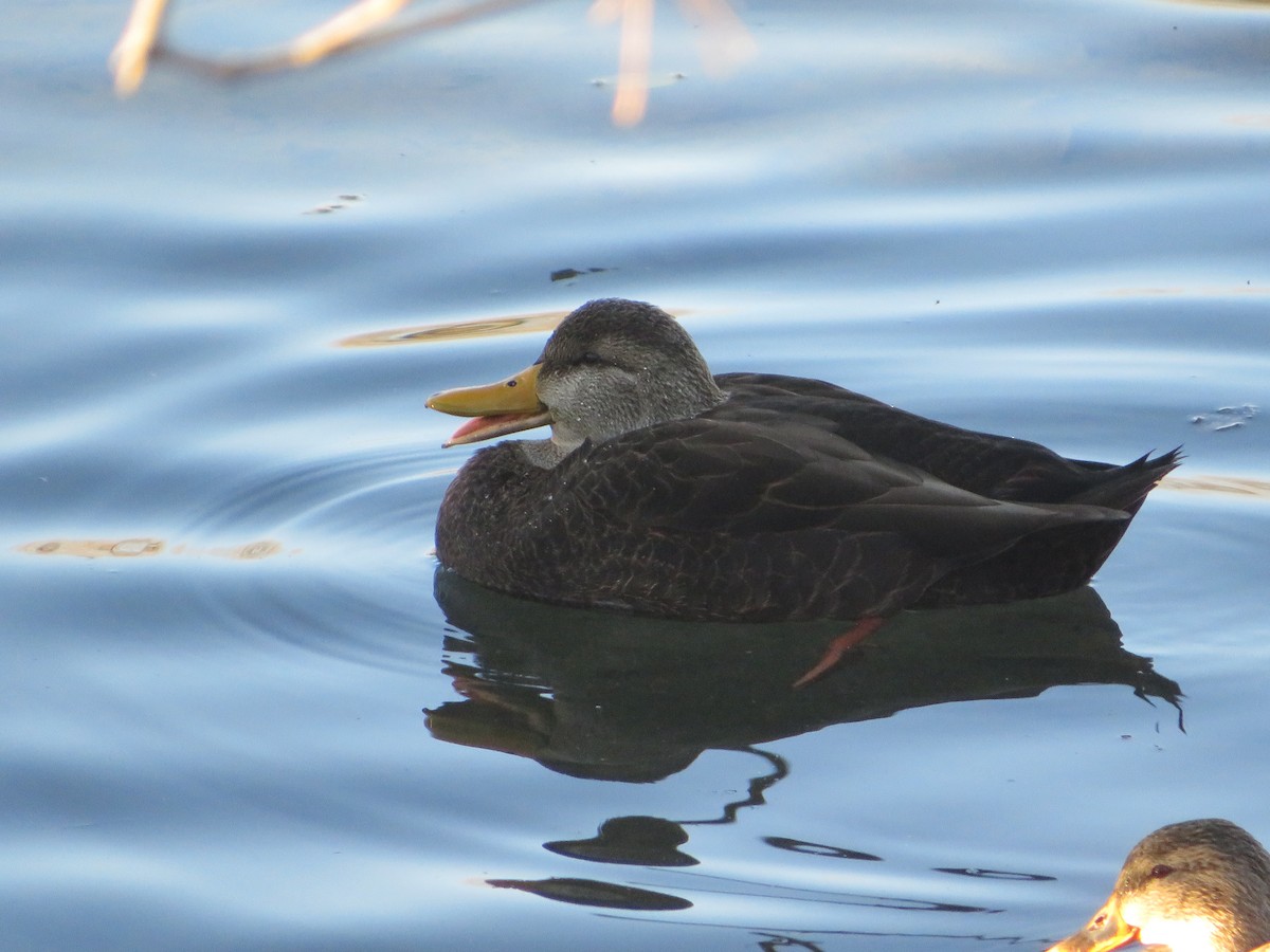 American Black Duck - ML645759953