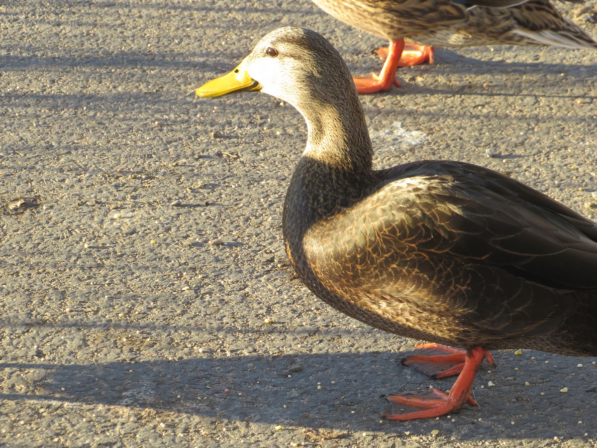 Ánade Sombrío - ML645759954