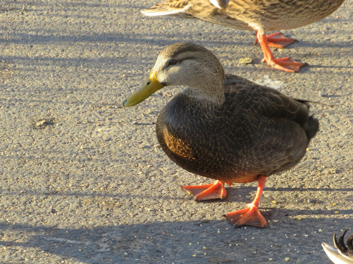 Ánade Sombrío - ML645759955