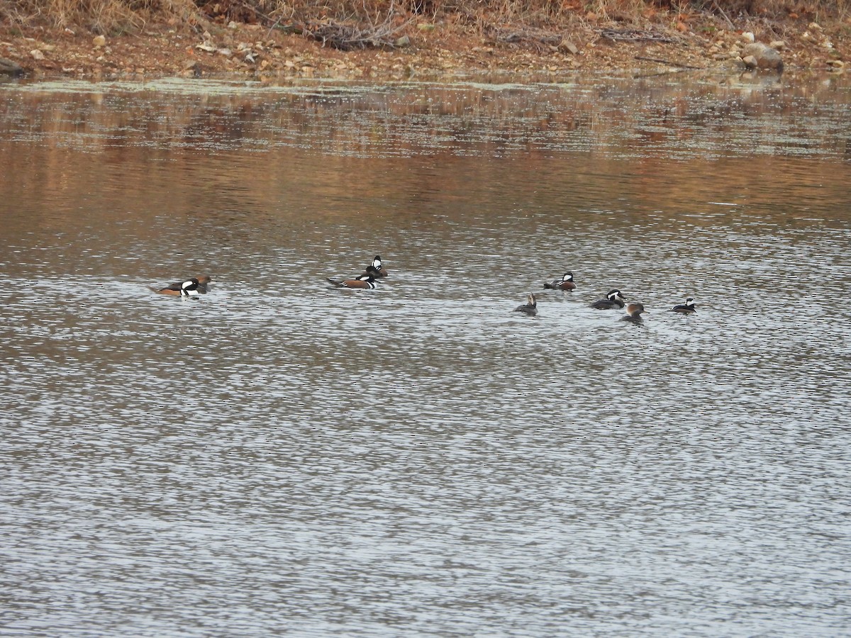 Serreta Capuchona - ML645759957