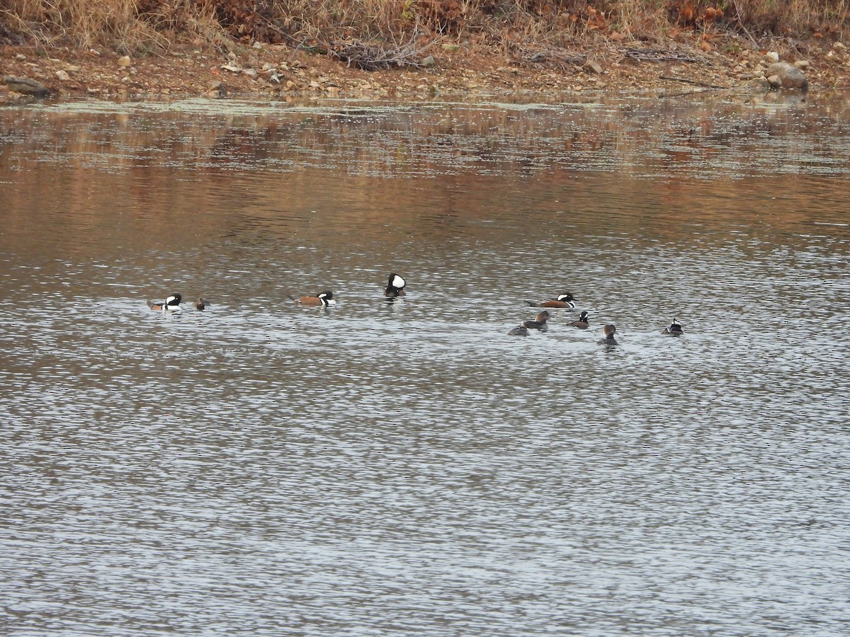 Serreta Capuchona - ML645759958