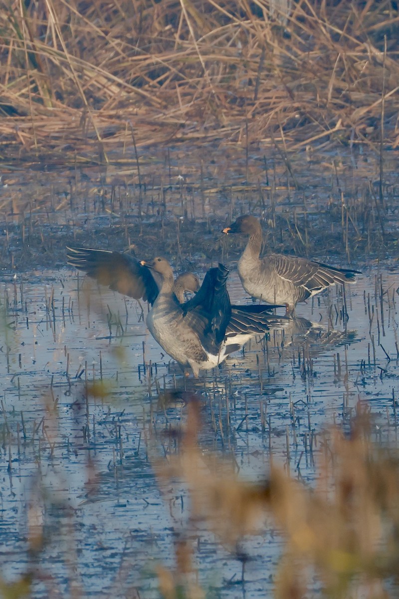 Ánsar Campestre de la Taiga - ML645759959