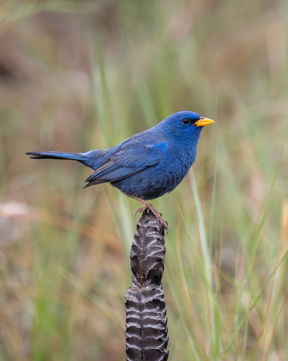 Yal Azul - ML645759960