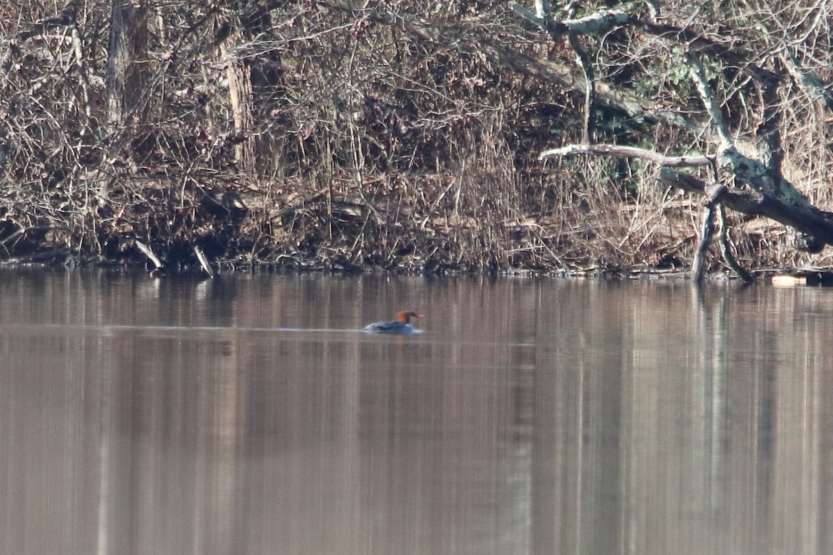 Serreta Grande - ML645759961