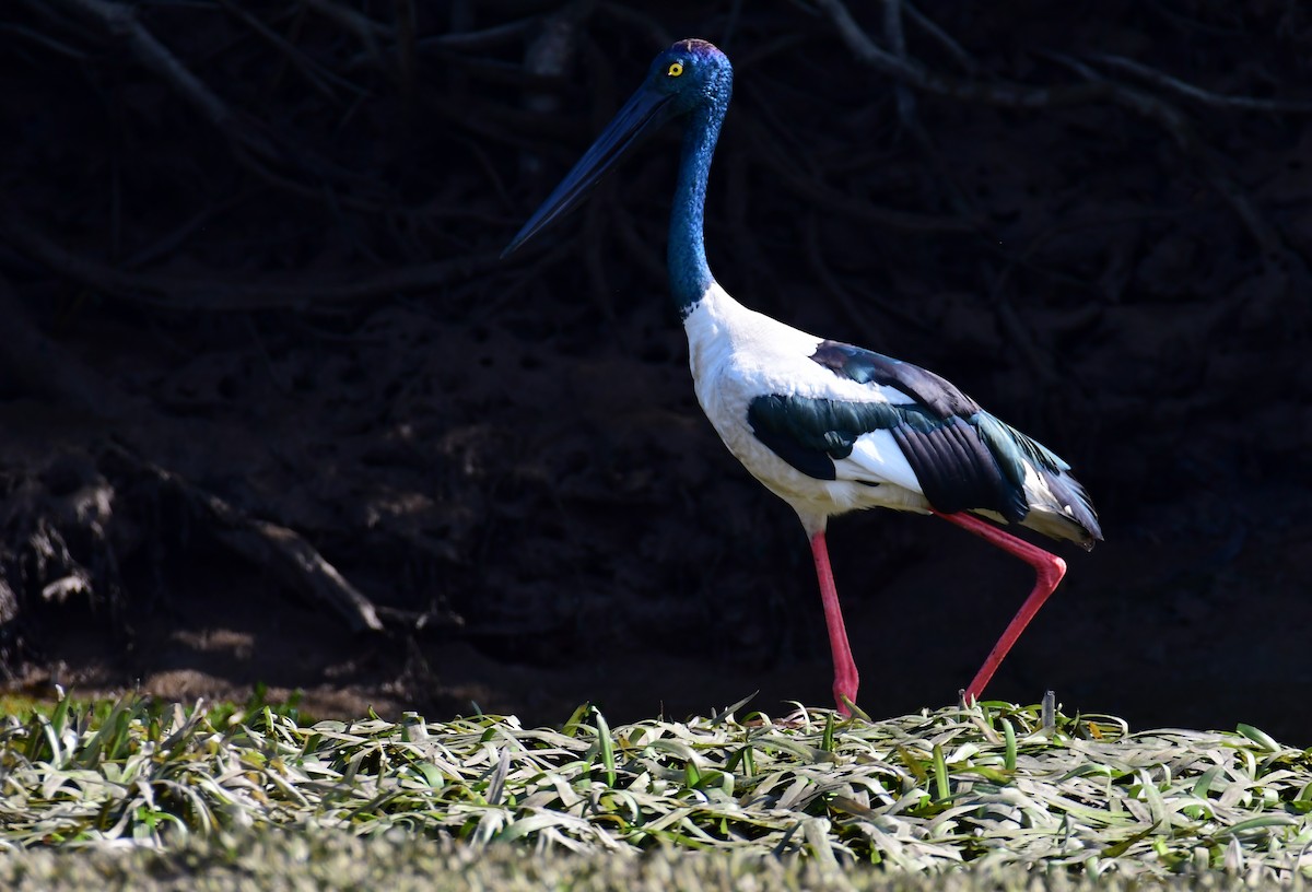 Jabirú Asiático - ML645759962