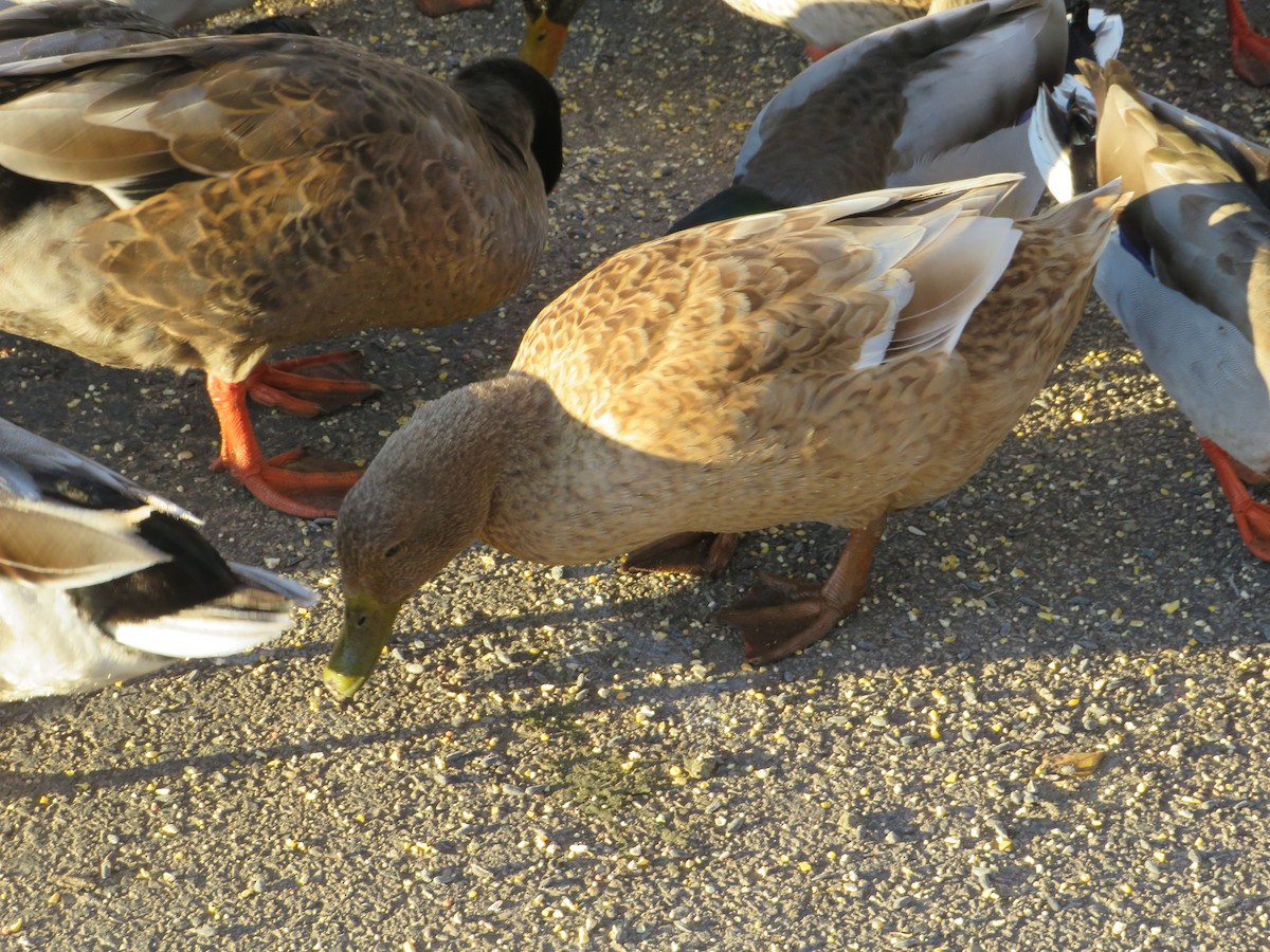 Ánade Azulón (variedad doméstica) - ML645759964