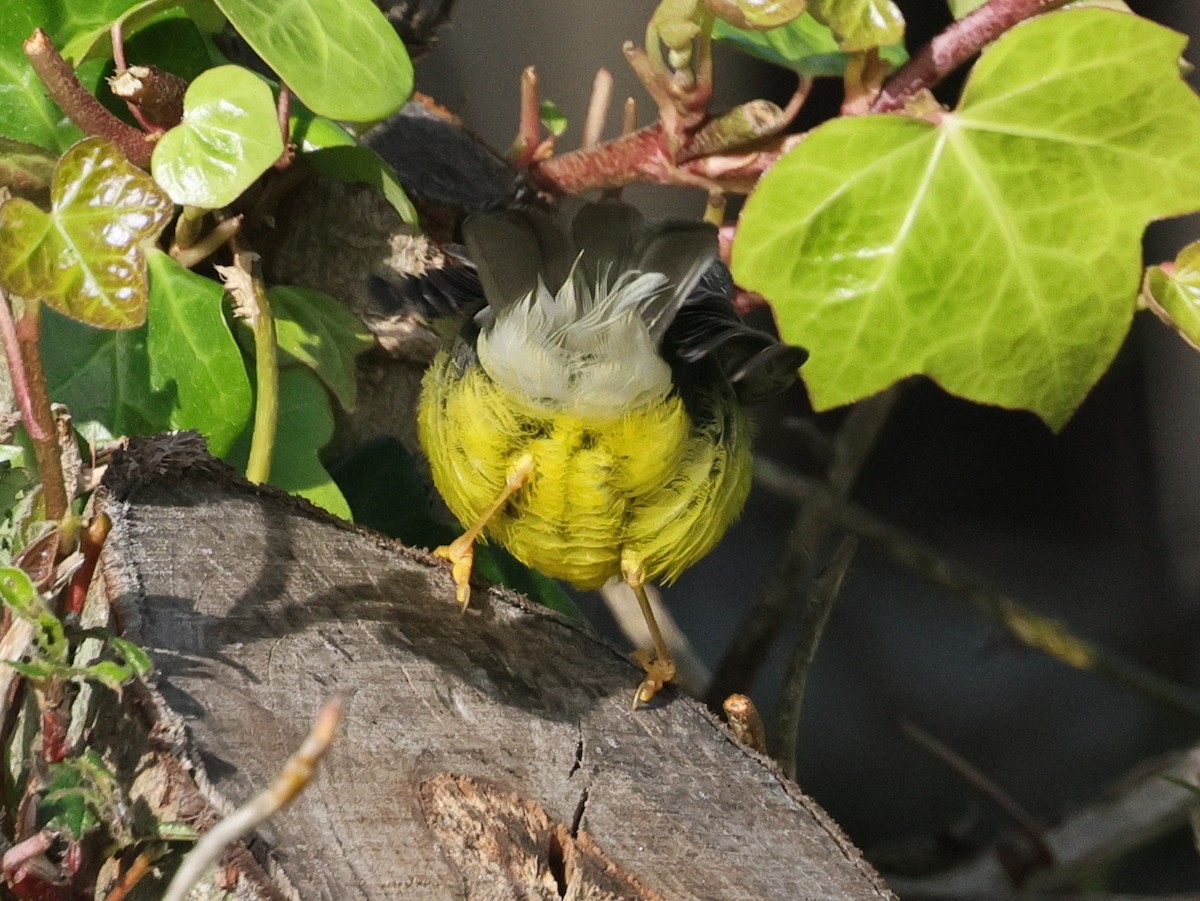 Canada Warbler - ML645759966