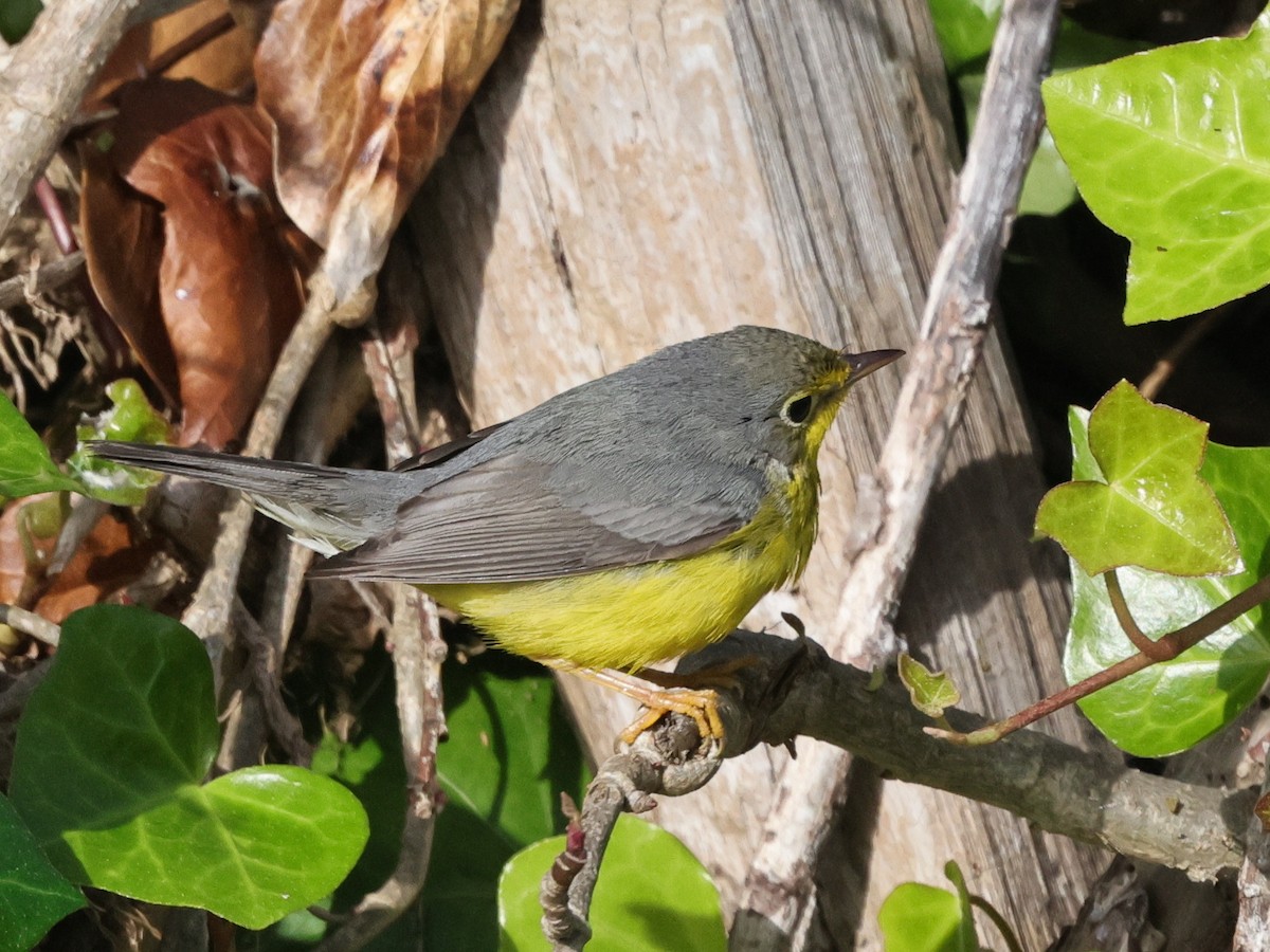 Canada Warbler - ML645759967
