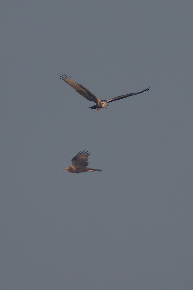 Aguilucho Lagunero Oriental - ML645759969