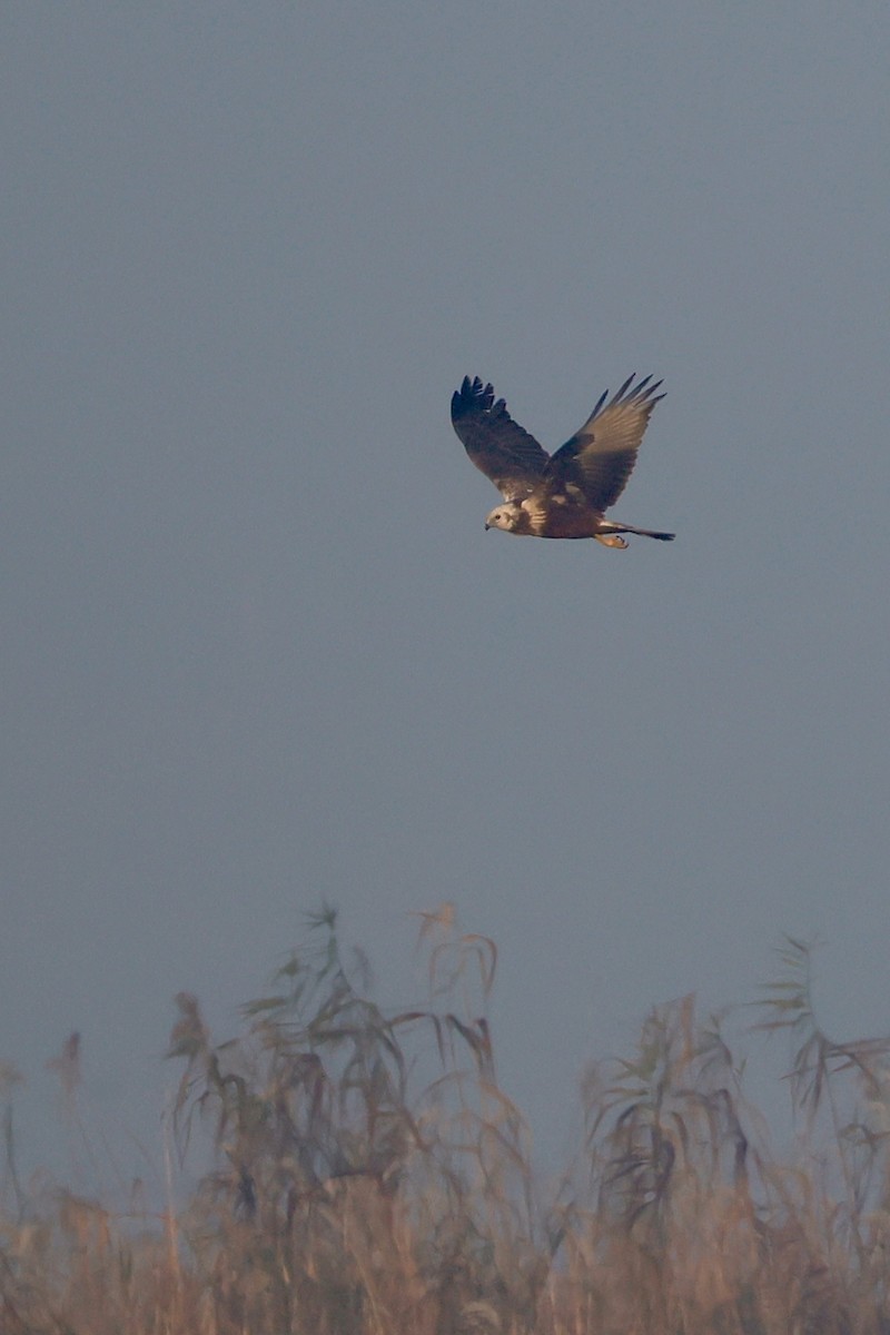Aguilucho Lagunero Oriental - ML645759970