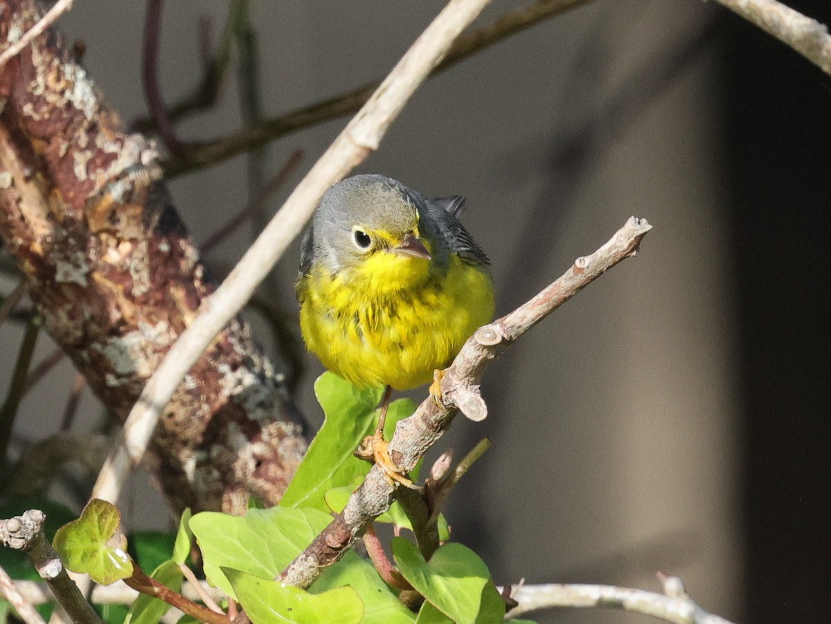 Canada Warbler - ML645759971