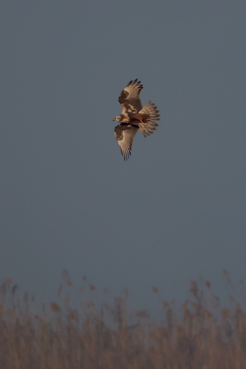Aguilucho Lagunero Oriental - ML645759972