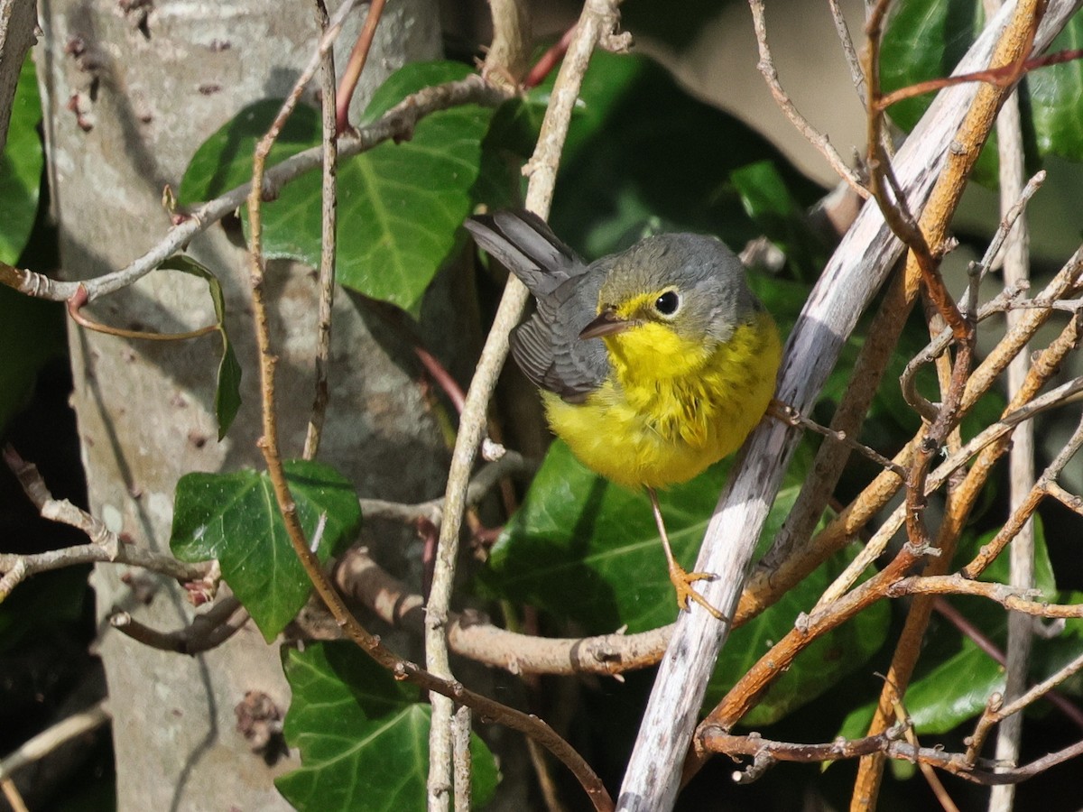 Canada Warbler - ML645759973