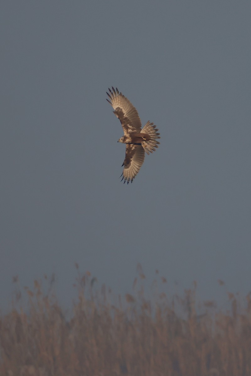 Aguilucho Lagunero Oriental - ML645759974