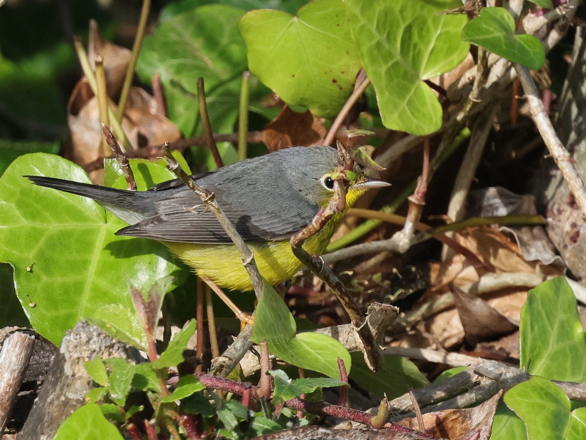 Canada Warbler - ML645759975