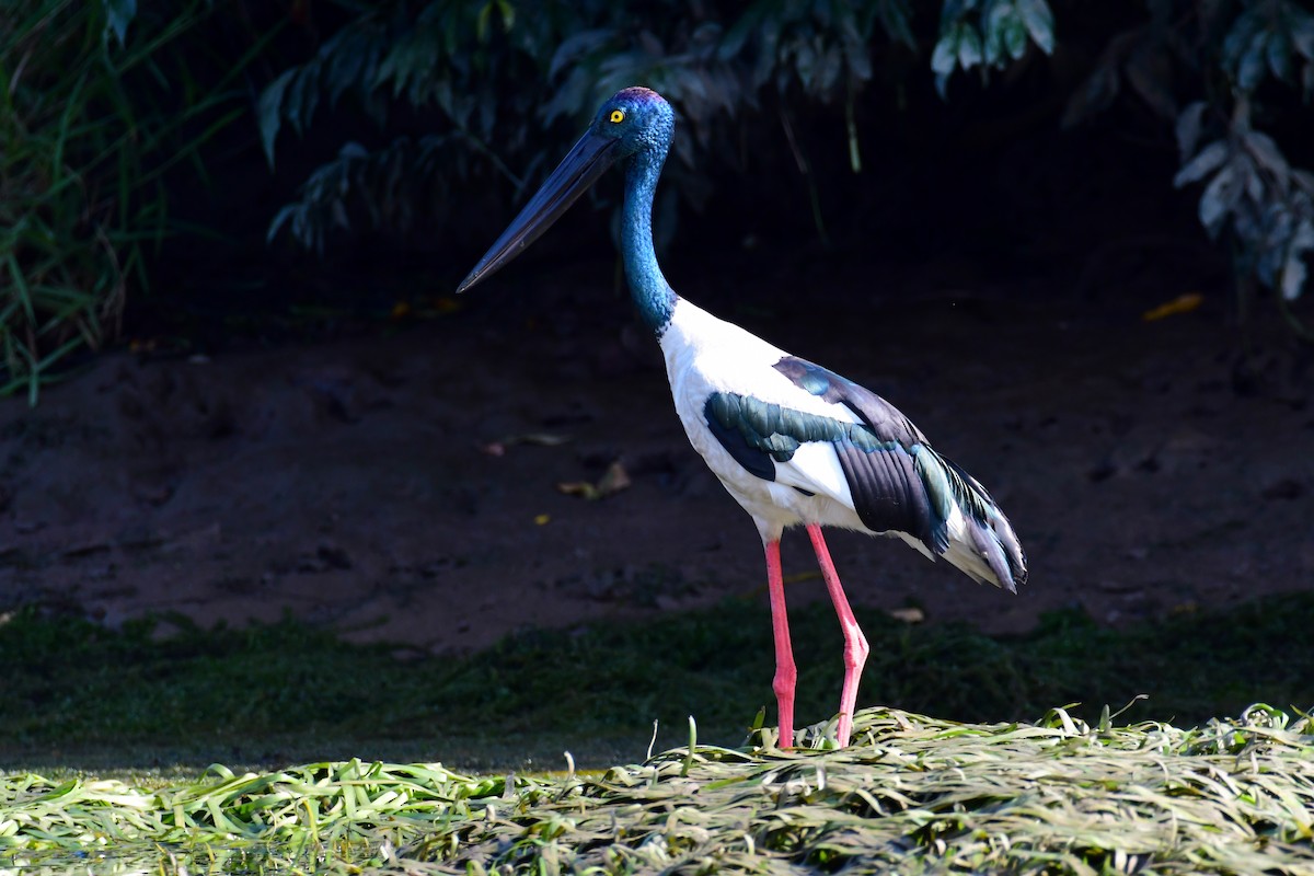 Jabirú Asiático - ML645759977