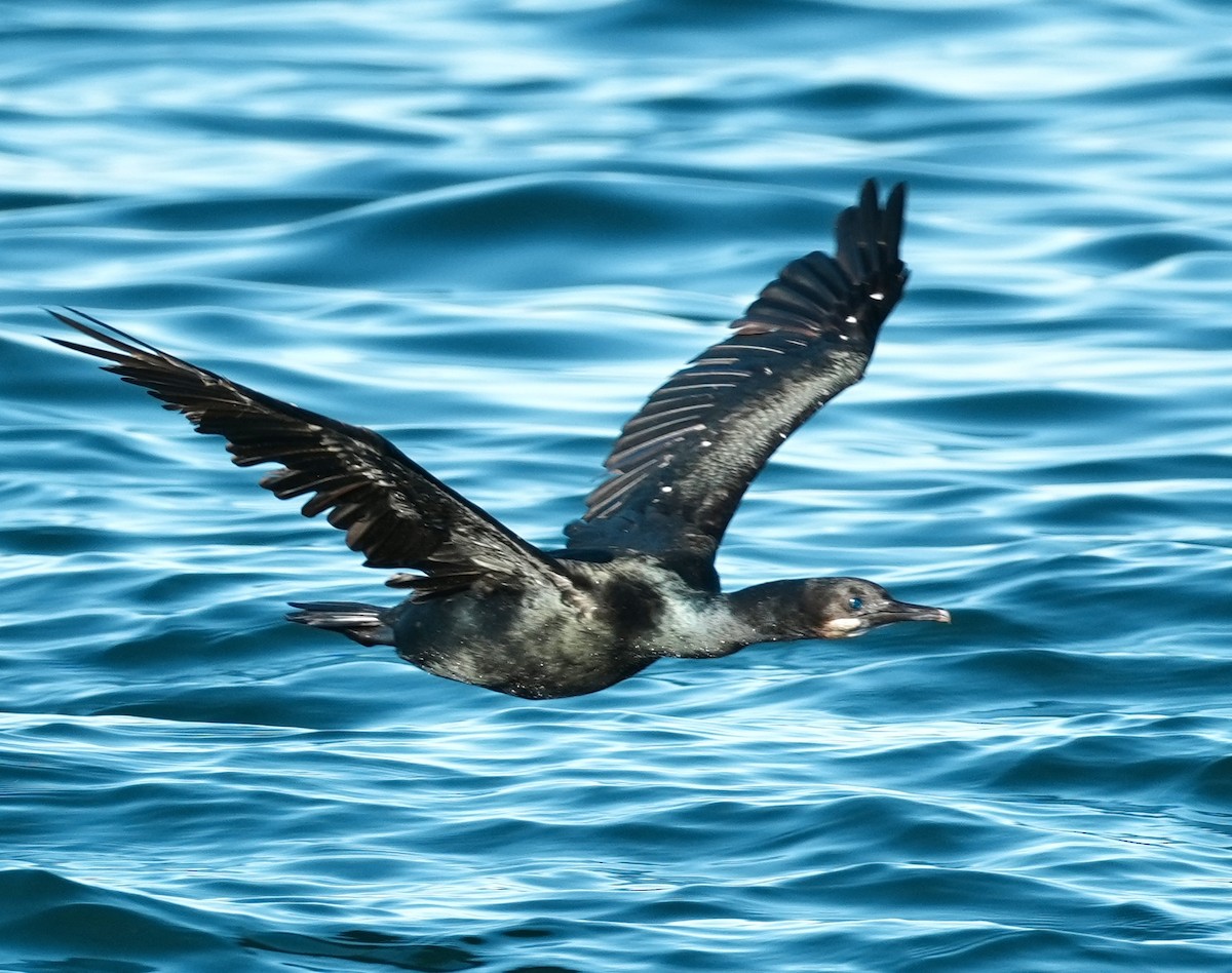 Cormorán Sargento - ML645759978