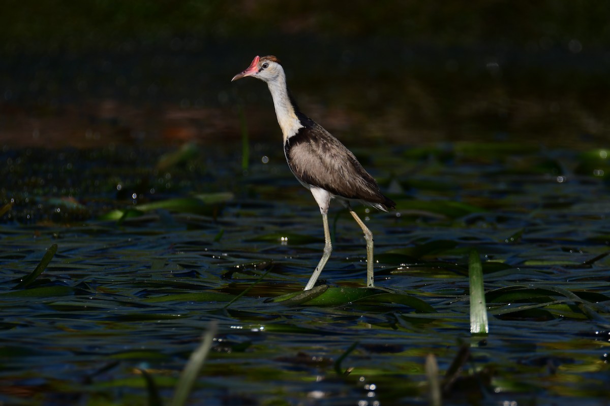 Jacana Crestada - ML645759981