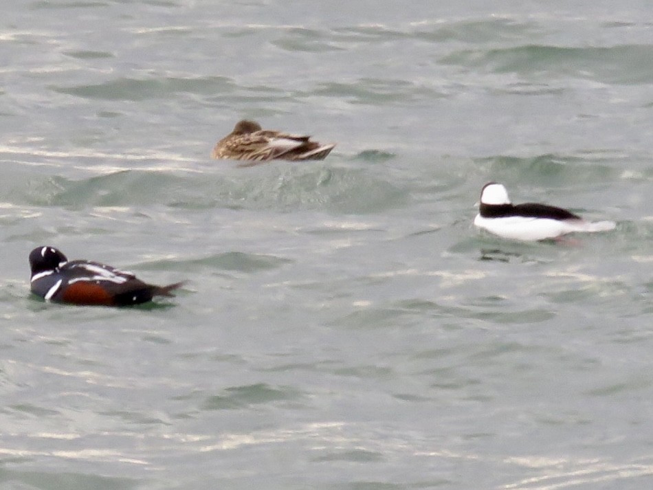 Ánade Azulón - ML645759982