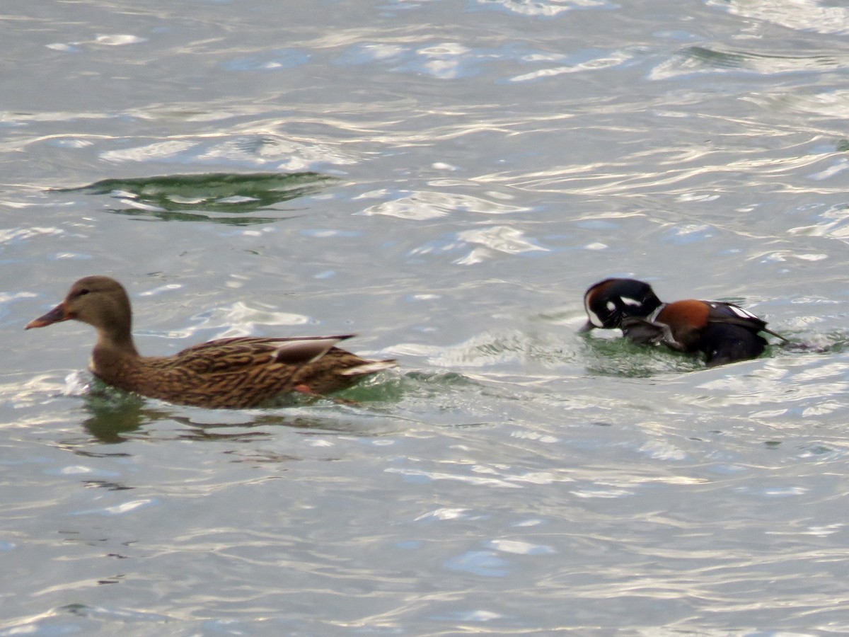 Ánade Azulón - ML645759984