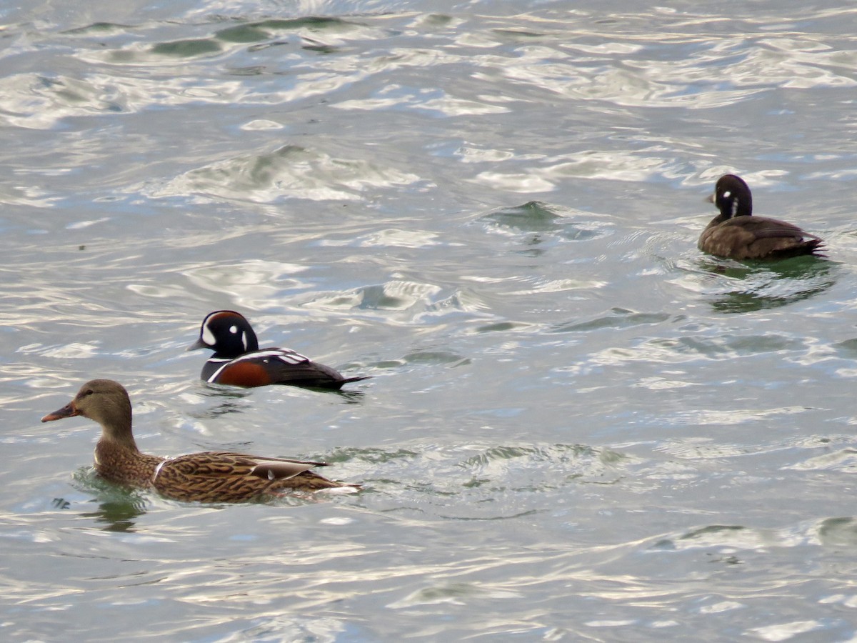 Ánade Azulón - ML645759986