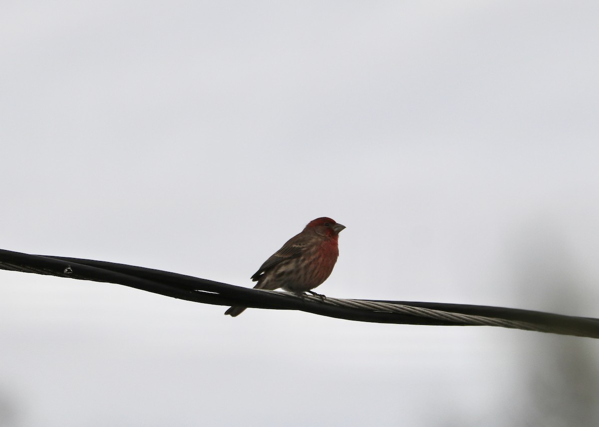 Camachuelo Mexicano - ML645759987
