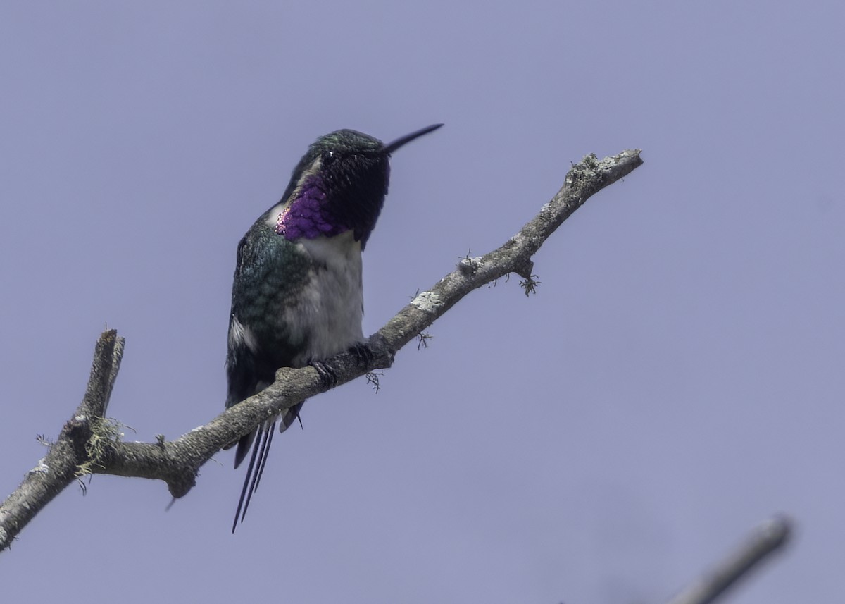 Colibrí de Esmeraldas - ML645759988
