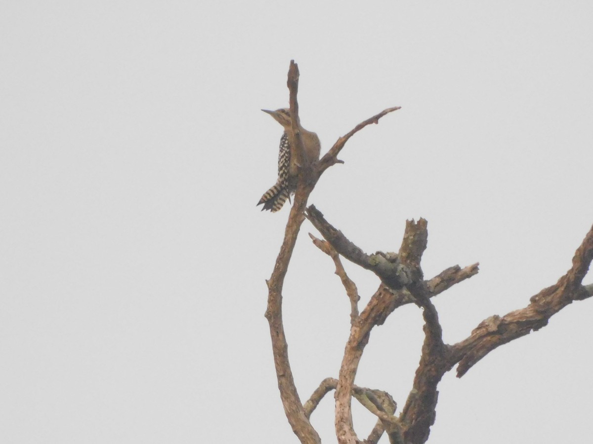 Pico Mexicano - ML645759990