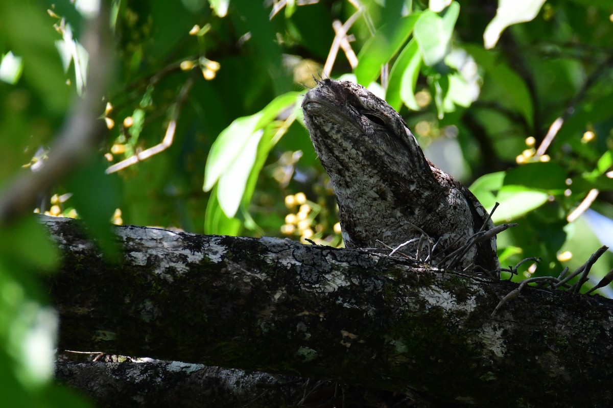 Podargo Papú - ML645759991