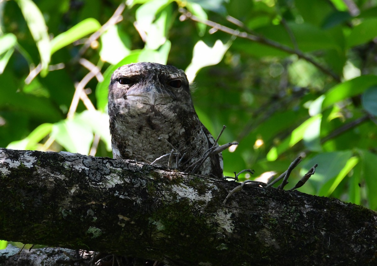 Podargo Papú - ML645759993
