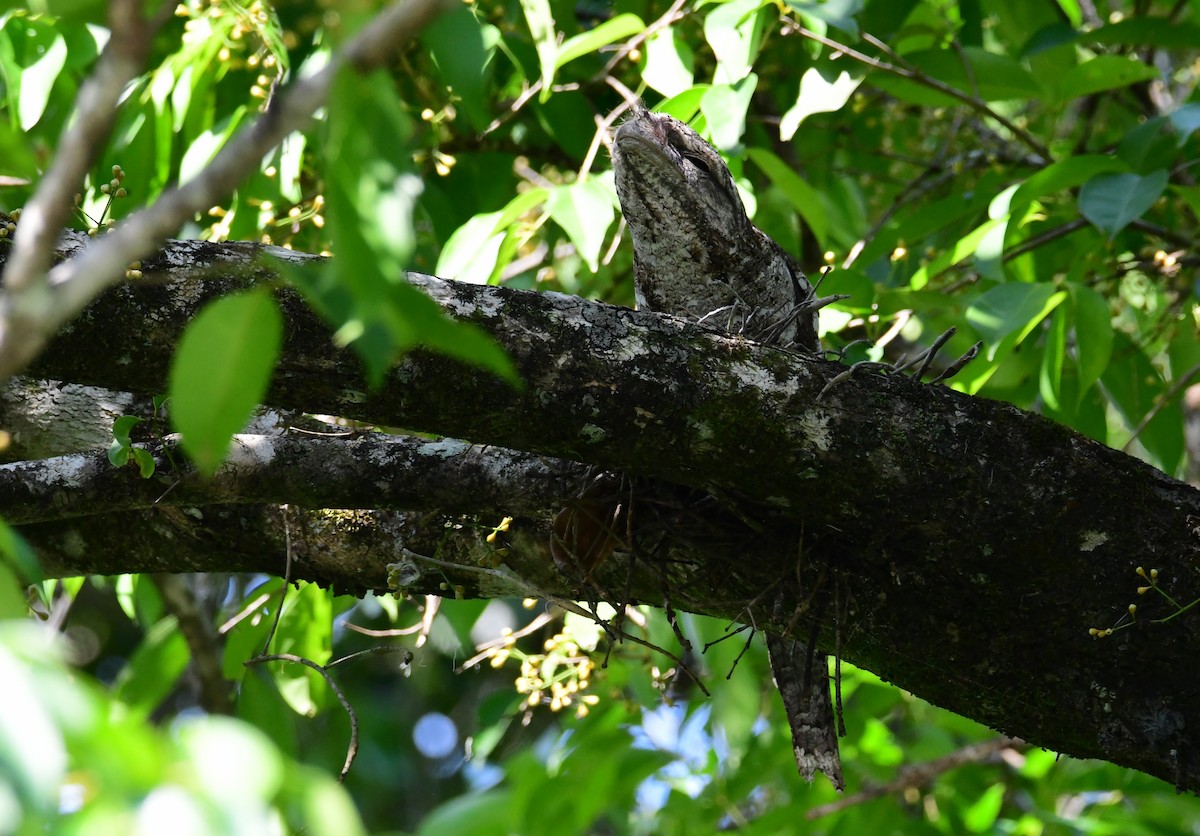 kjempefroskemunn - ML645759998